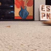Flip Flop Cat GIF