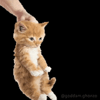 Cat Kitty GIF