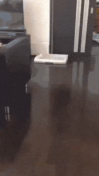 Puppy Turtle GIF