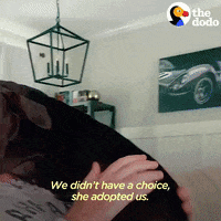 Pets Loving GIF by The Dodo