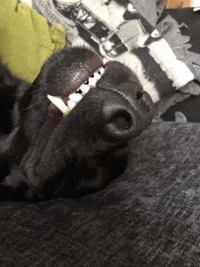 Camptails dog dogs loki labrador GIF