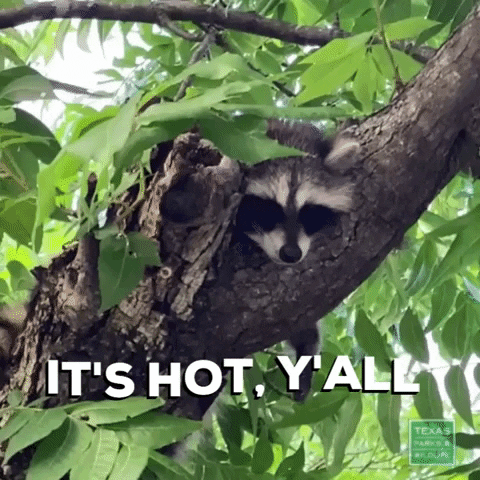 TexasParksAndWildlife giphygifmaker summer raccoon its so hot GIF
