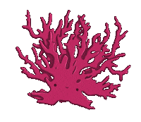 ellyzhn coral koralle ellyzhn Sticker