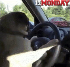 dog driving GIF by FirstAndMonday