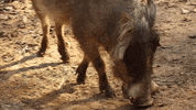 Atlanta Atl GIF by ZooATL