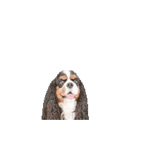 Dogs Hello Sticker