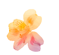 Flower Magic Sticker by Allied Media Conference