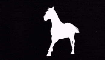 White Poney GIF