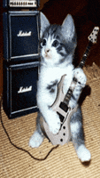 rock n roll cat GIF