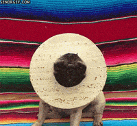 pugs tortillas GIF