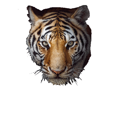 Design Colors Sticker by tikkurila