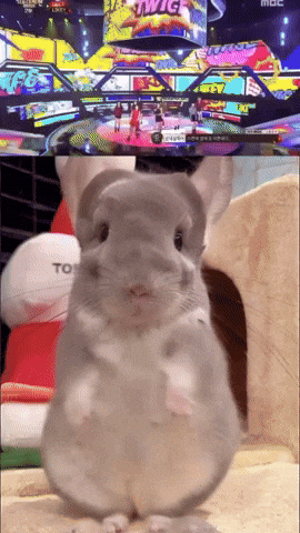 Chinchilla Sue GIF