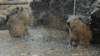 time shower GIF
