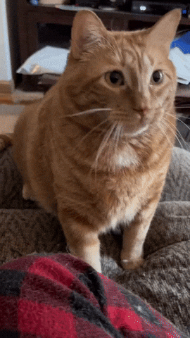 cuteanimalland giphyupload GIF