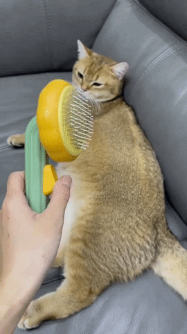 Rxndy_jk giphygifmaker GIF