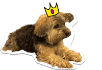 ChicSketch girl fashion new post swipe up Sticker