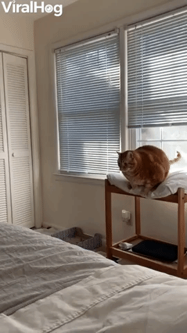Chunky Cat Doesn't Quite Make His Jump