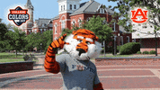 Happy College Football GIF by College Colors Day