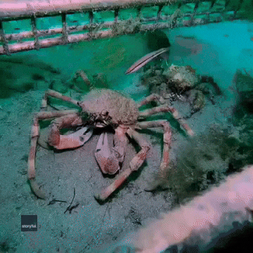 Giant Spider Crab 'Twice the Size' After Molting Old Shell in Port Phillip Bay