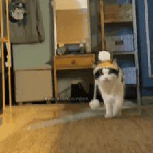 Interested Tuxedo Cat GIF