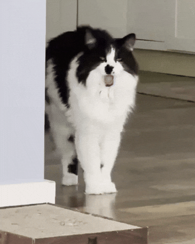 Tired Cat GIF