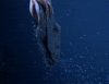 Squid Bebby Squids GIF by Digg