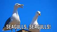 Seagulls, Seagulls!