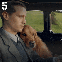 All Creatures Great And Small GIF by Channel5UK