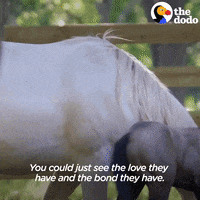 Farm Animals Baby GIF by The Dodo