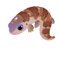 Blue Tongue Skink Reptile Sticker by pikaole