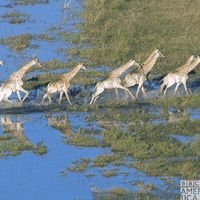 Natures Great Events Travel GIF by BBC America