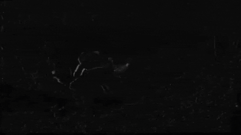 Dark Lyrics GIF