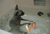 party cat smoking GIF