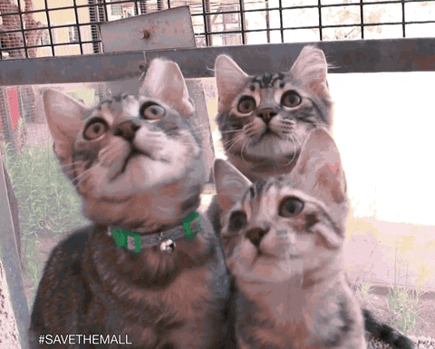 Cat Kitten GIF by Best Friends Animal Society