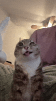 Silly Cat GIF