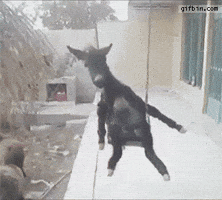 swing donkey GIF swing donkey GIF