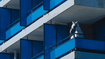 Film Horse GIF