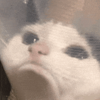 Sad Cat GIF