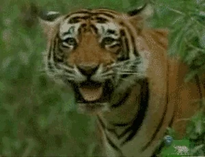 tigers GIF
