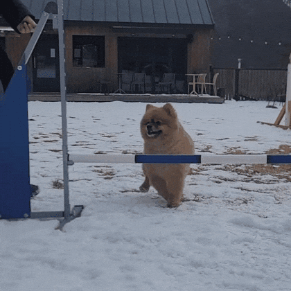 DogFun gif
