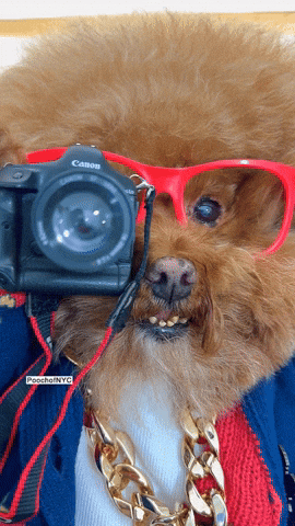 Photography gif