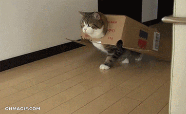 Cardboard gif