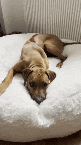 CalmDog gif