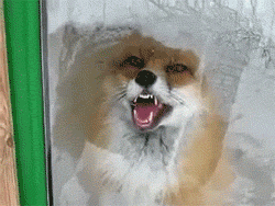 Fox gif