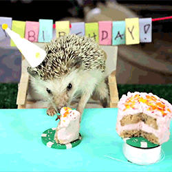Hedgehog gif