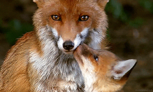 Fox gif