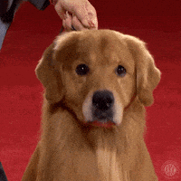 Golden Retriever Nom GIF by American Kennel Club