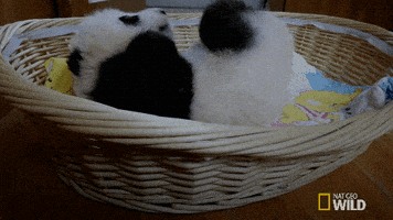 Sleepy National Geographic GIF by Nat Geo Wild