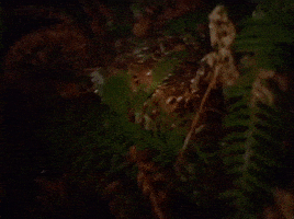 season 1 GIF by Twin Peaks on Showtime