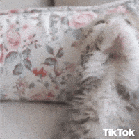 Praying Hands Please GIF by TikTok